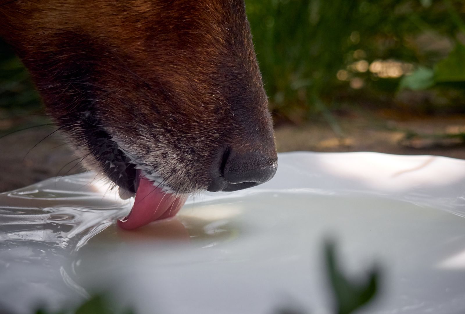 Darf mein Hund Milch trinken?