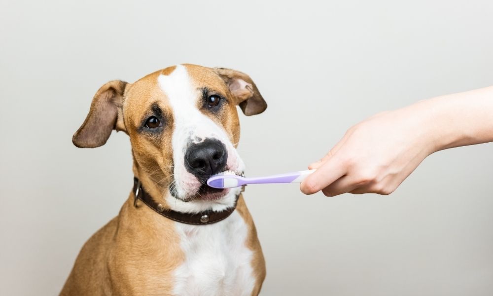 Wie kann ich bei meinem Hund dem Zahnstein vorbeugen?