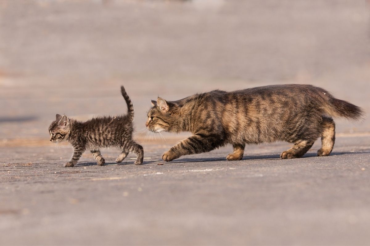 Wie rechnet man Katzenjahre in Menschenjahre um?