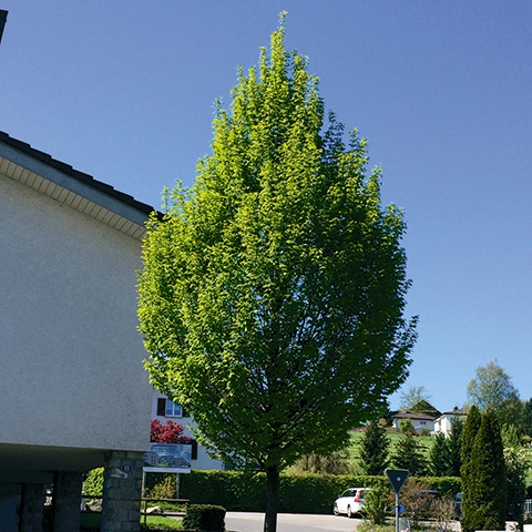 Carpinus Betulus 'Fastigiata' (Stammumfang 1425 cm