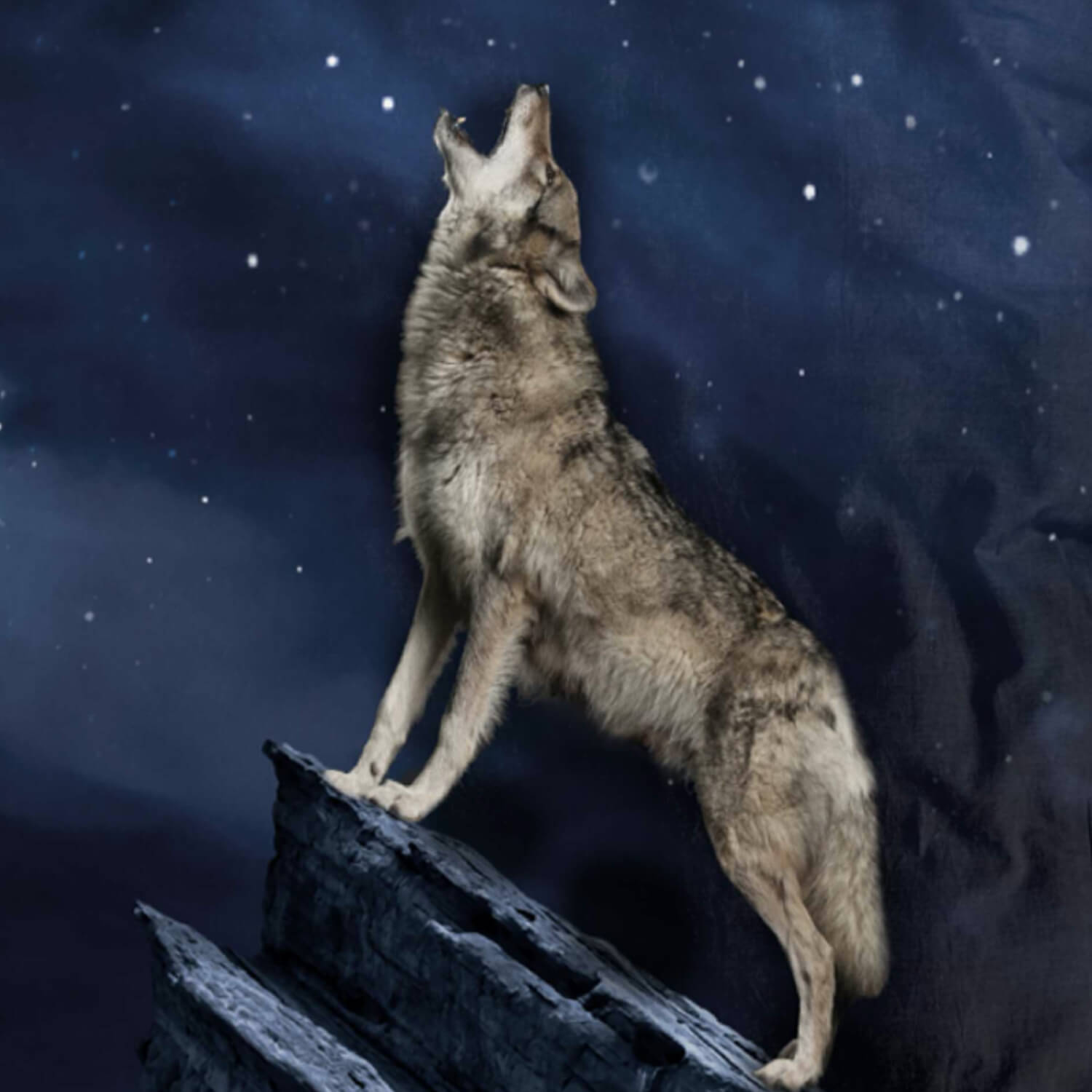 Wolf Bettwäsche Vollmond Digitaldruck ESPiCO Sleep and Dream