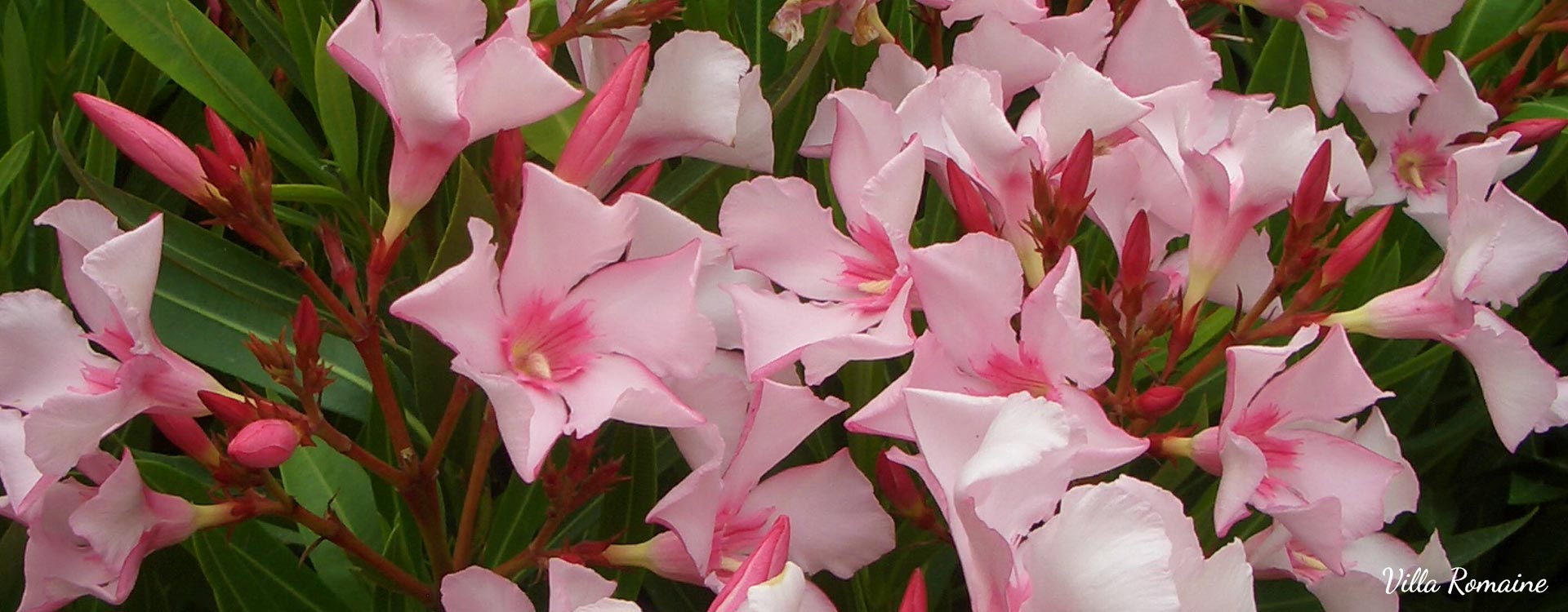 Oleander Oleander