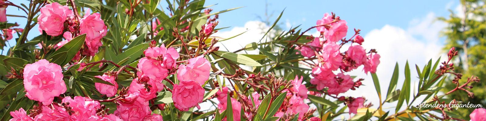 Über unsere Oleander