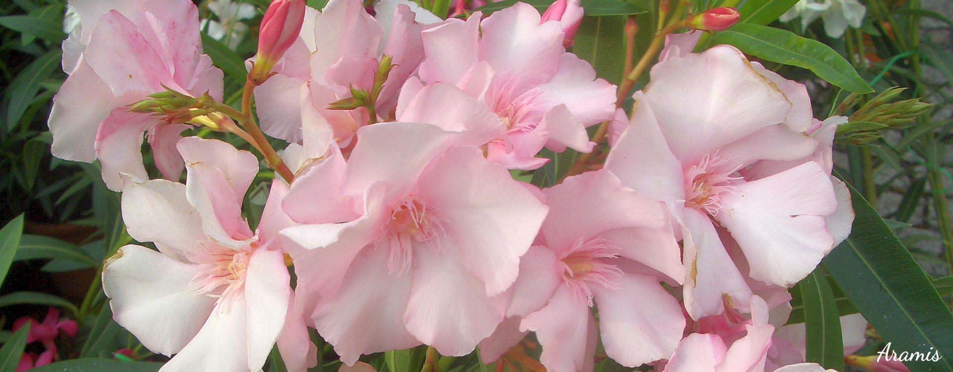 Oleander