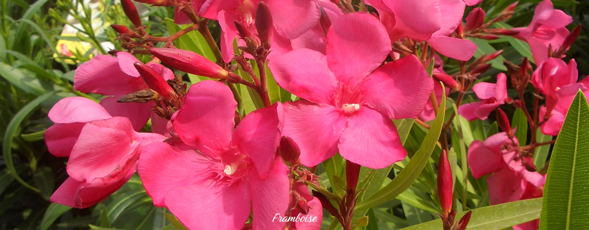Oleander