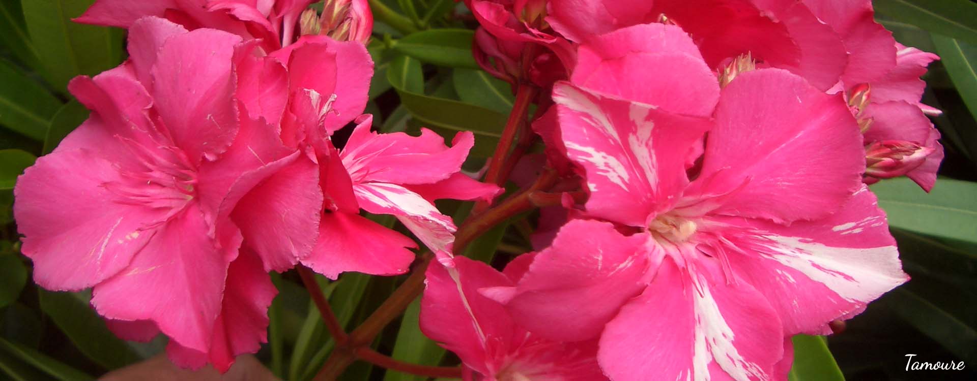 Oleander Oleander