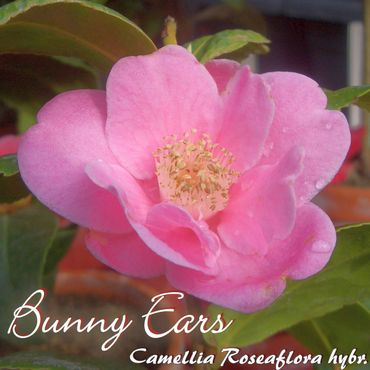 3-jährige Pflanze Kamelie /"Adorable/" Camellia pitardii hybrid