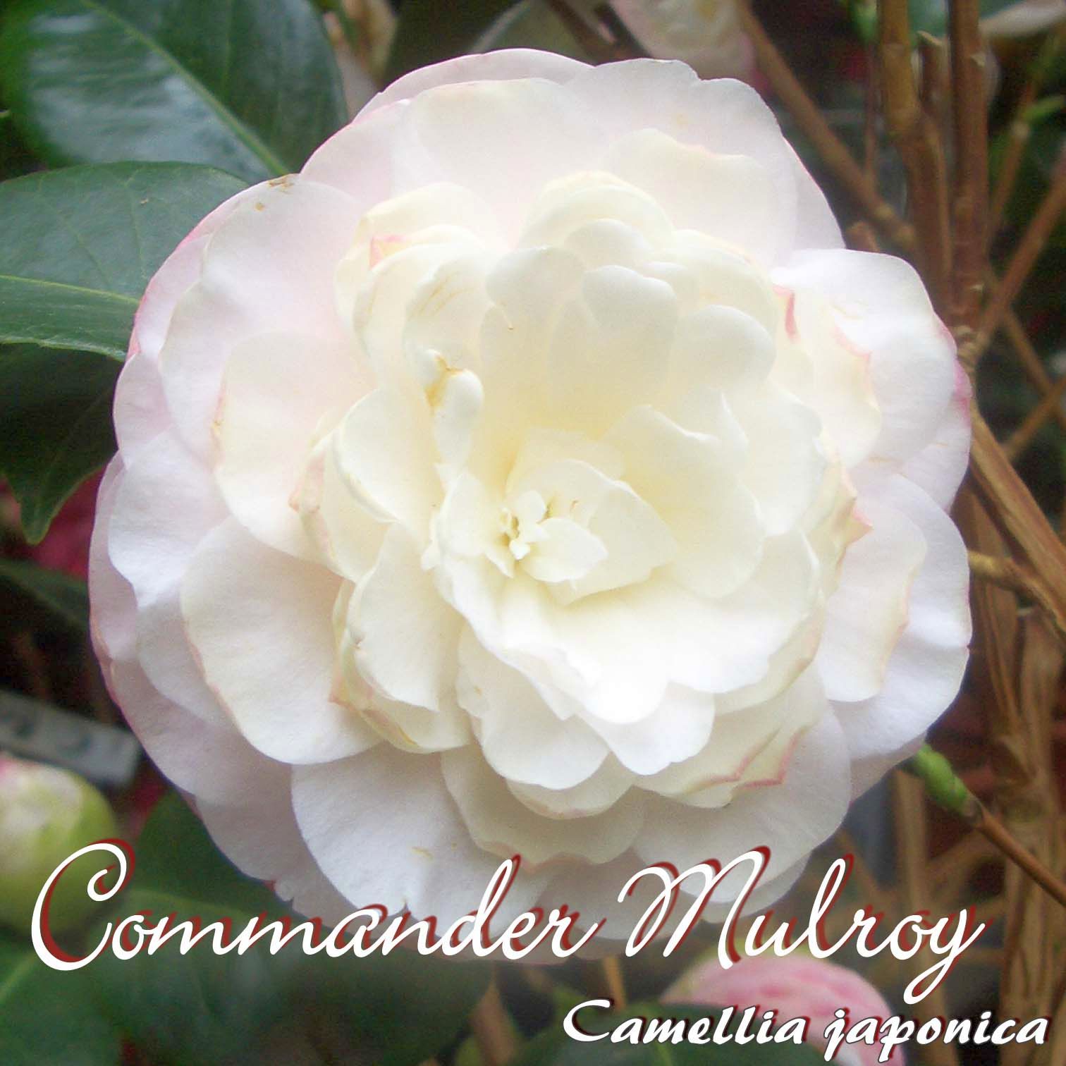 4 bis 5-jährige Pflanze Camellia japonica Kamelie /"Commander Mulroy/"