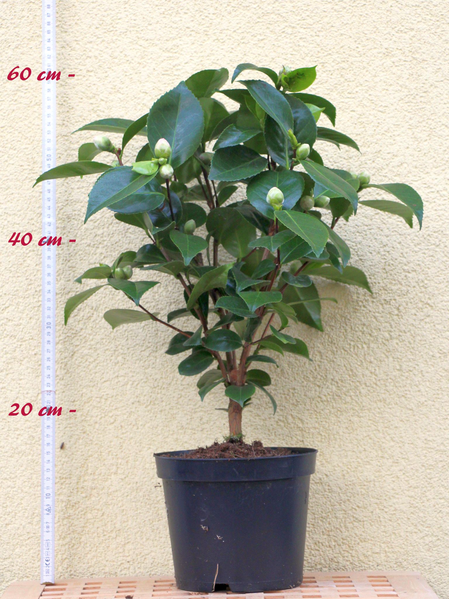 4 bis 5-jährige Pflanze Camellia japonica Kamelie /"Commander Mulroy/"