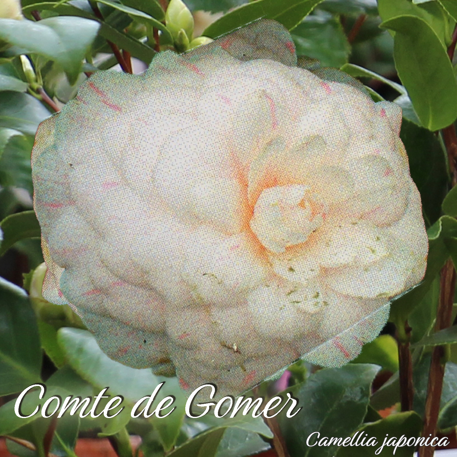 Kamelie "Comte de Gomer" - Camellia japonica - 3-jhrige Pflanze (145) |  Oleandershop