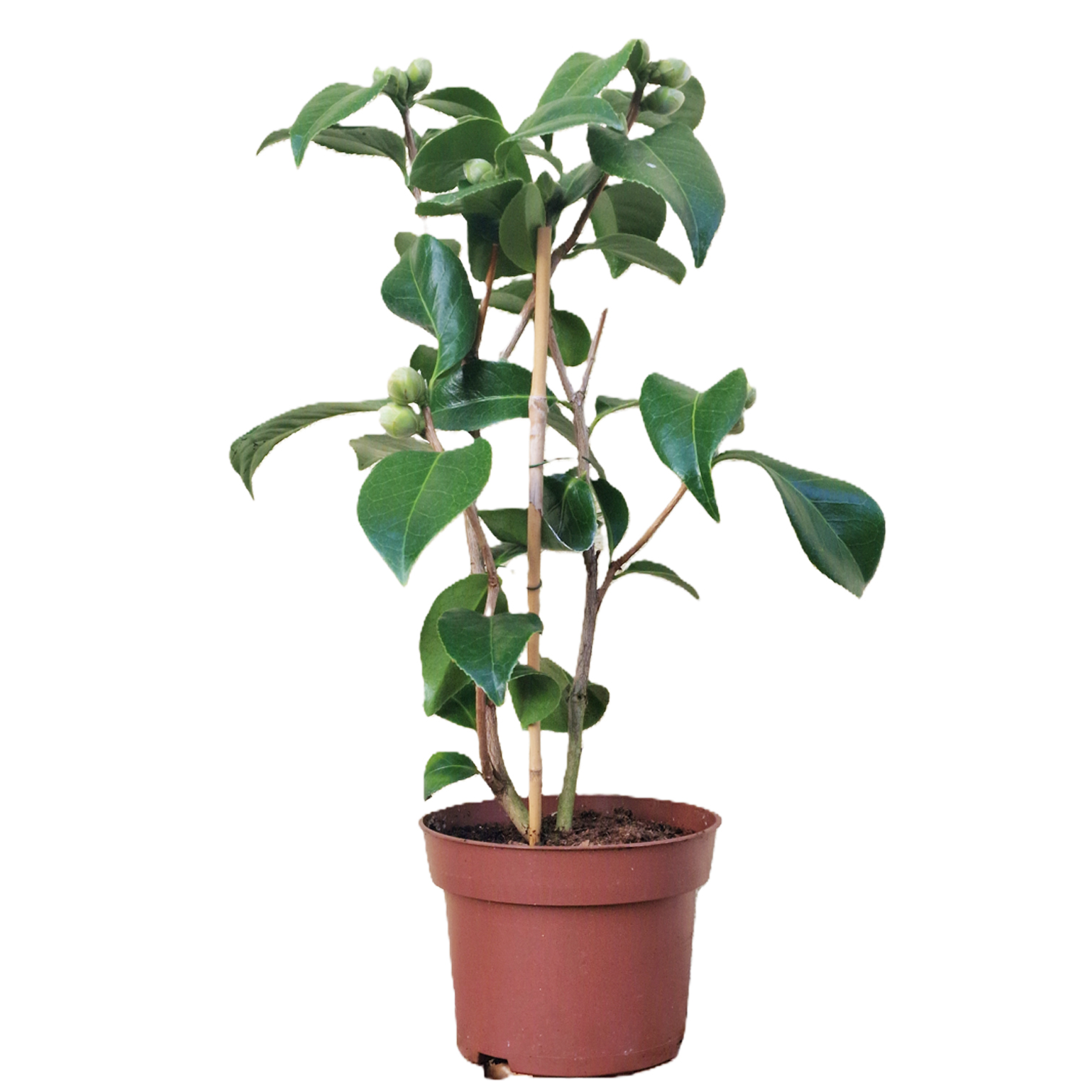 mini bromelie Bromelie Guzmania „Mini Fairy“ – Sprouts of Bristol main image 0