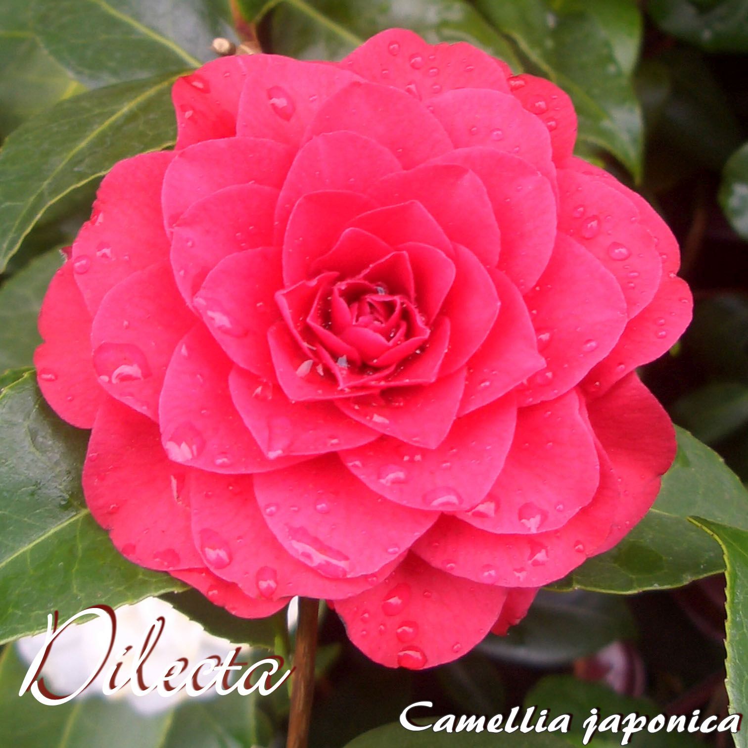 Kamelie "Dilecta" - Camellia japonica - 3-jhrige Pflanze (218) |  Oleandershop
