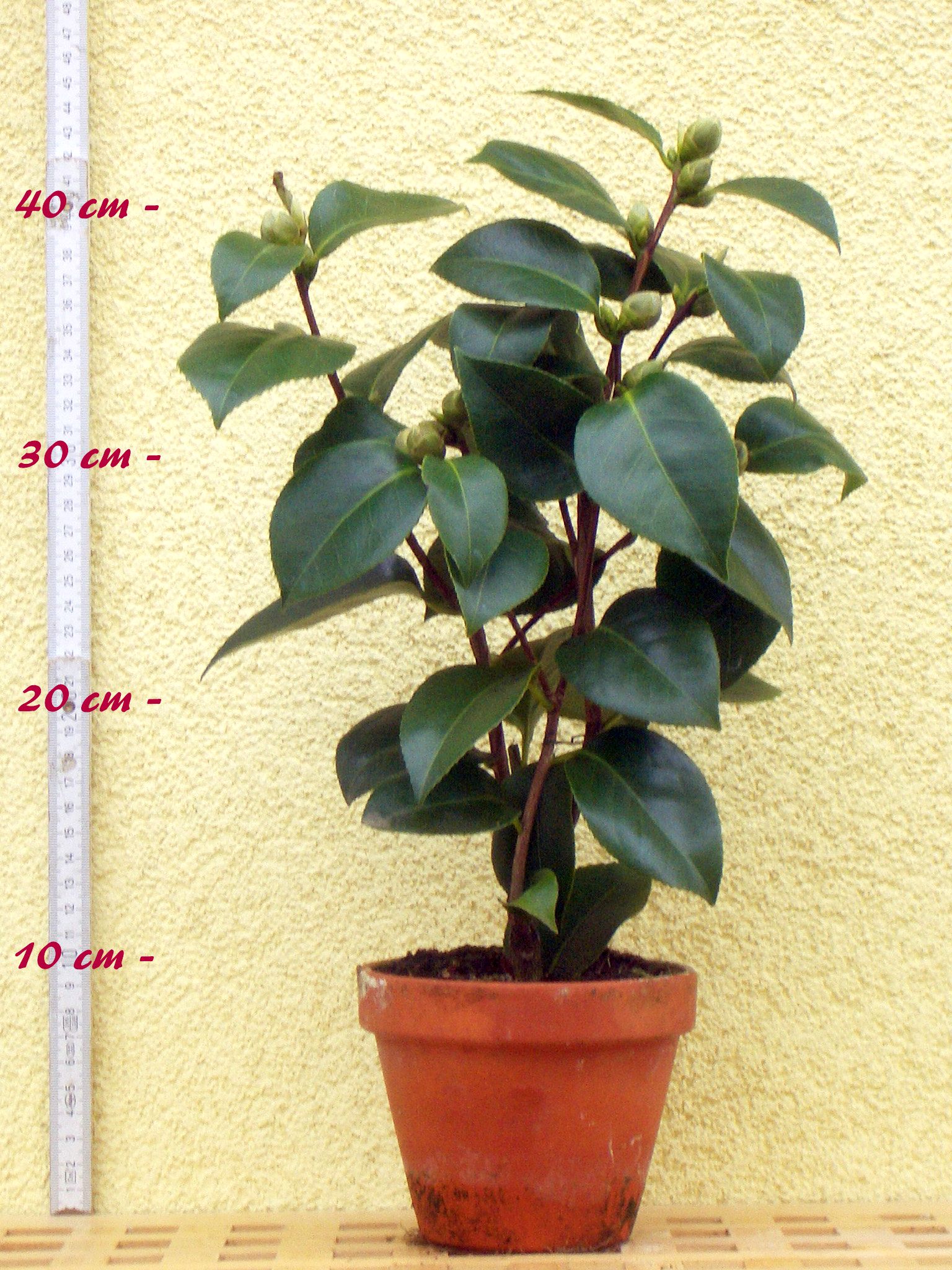 dracaena zebra Dracaena Goldieana 'Zebra Striped' – Végétal Design Qc main image 0