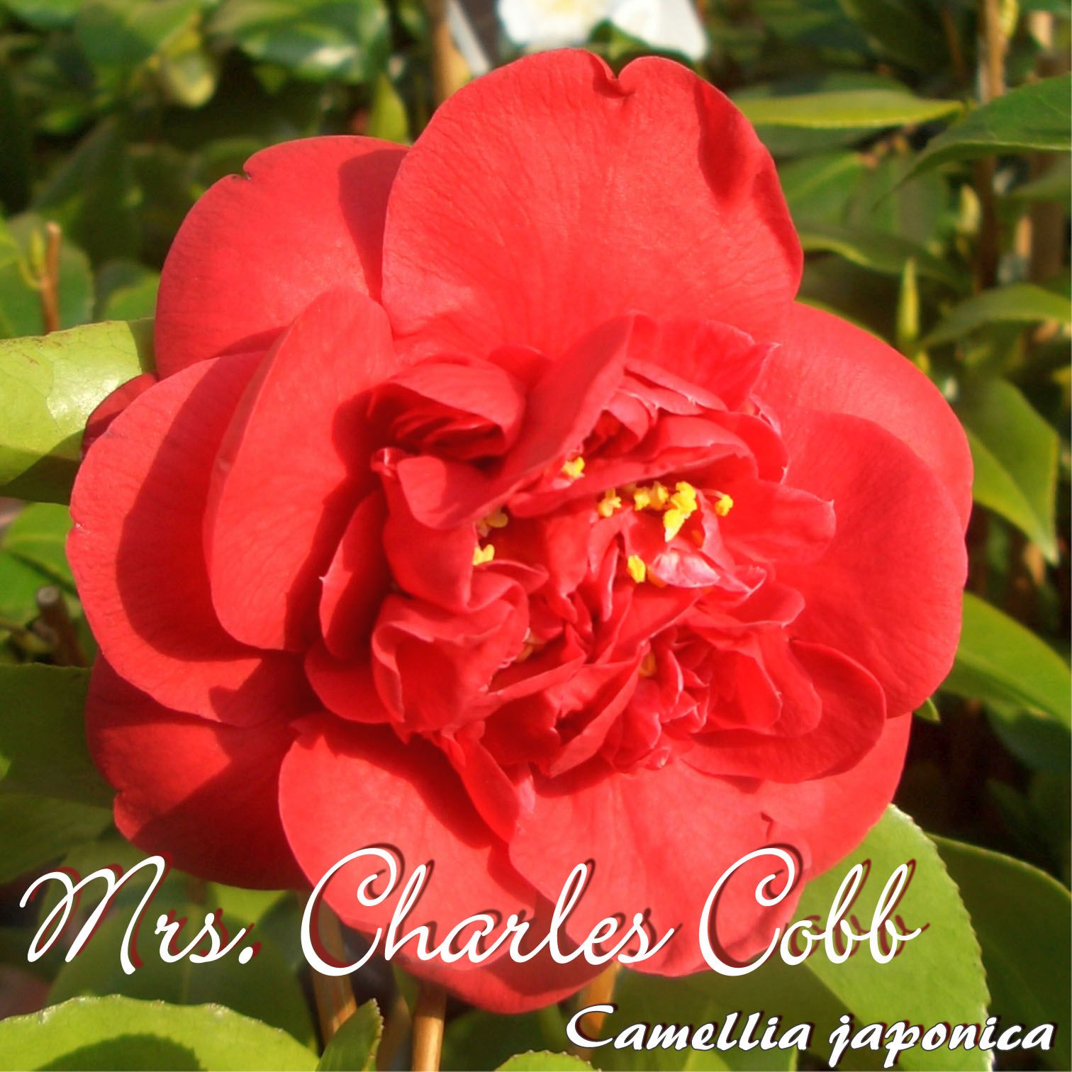 Kamelie "Mrs. Charles Cobb" - Camellia japonica - 3-jhrige Pflanze (176) |  Oleandershop