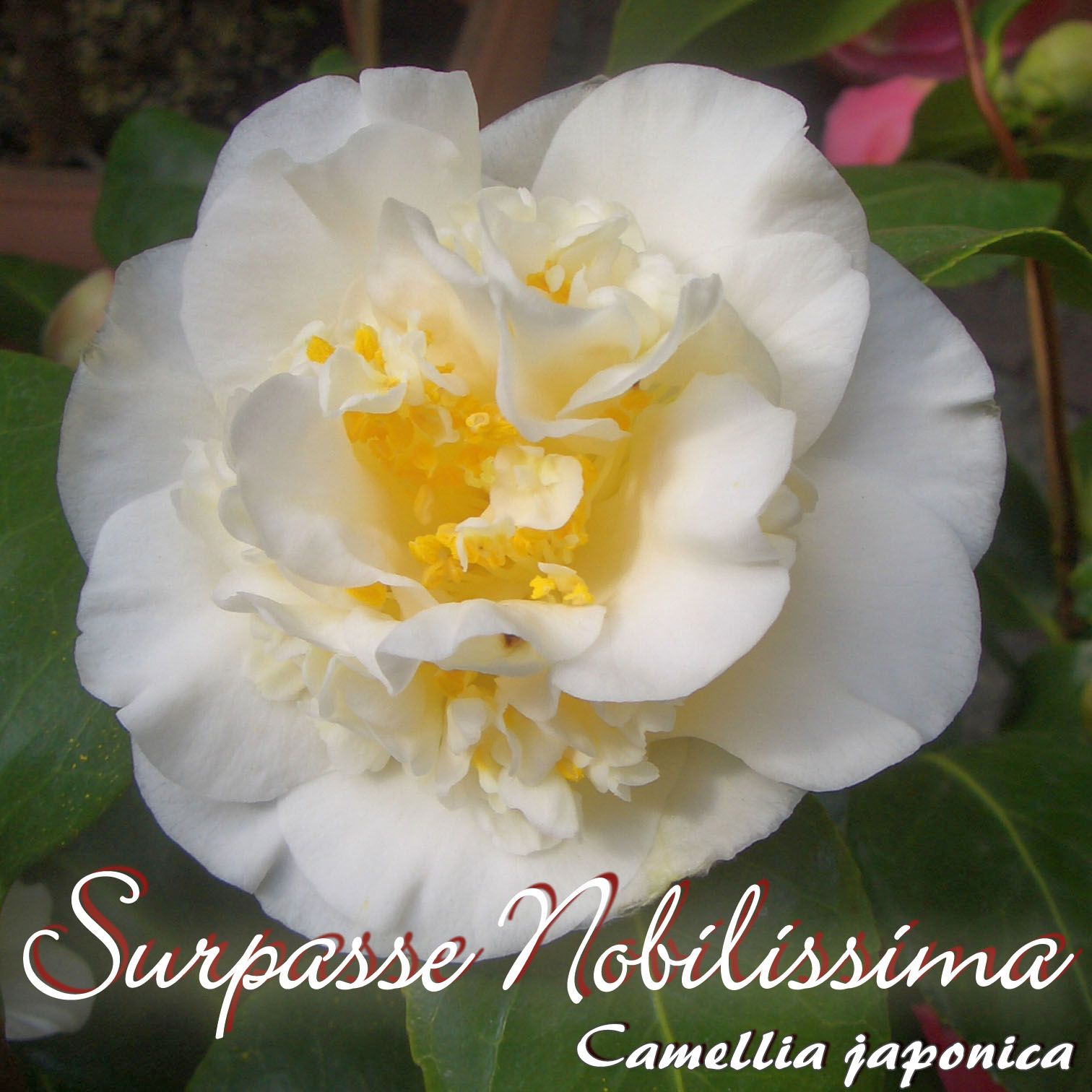 Kamelie "Surpasse Nobilissima" - Camellia japonica - 3-jhrige Pflanze (66)  | Oleandershop
