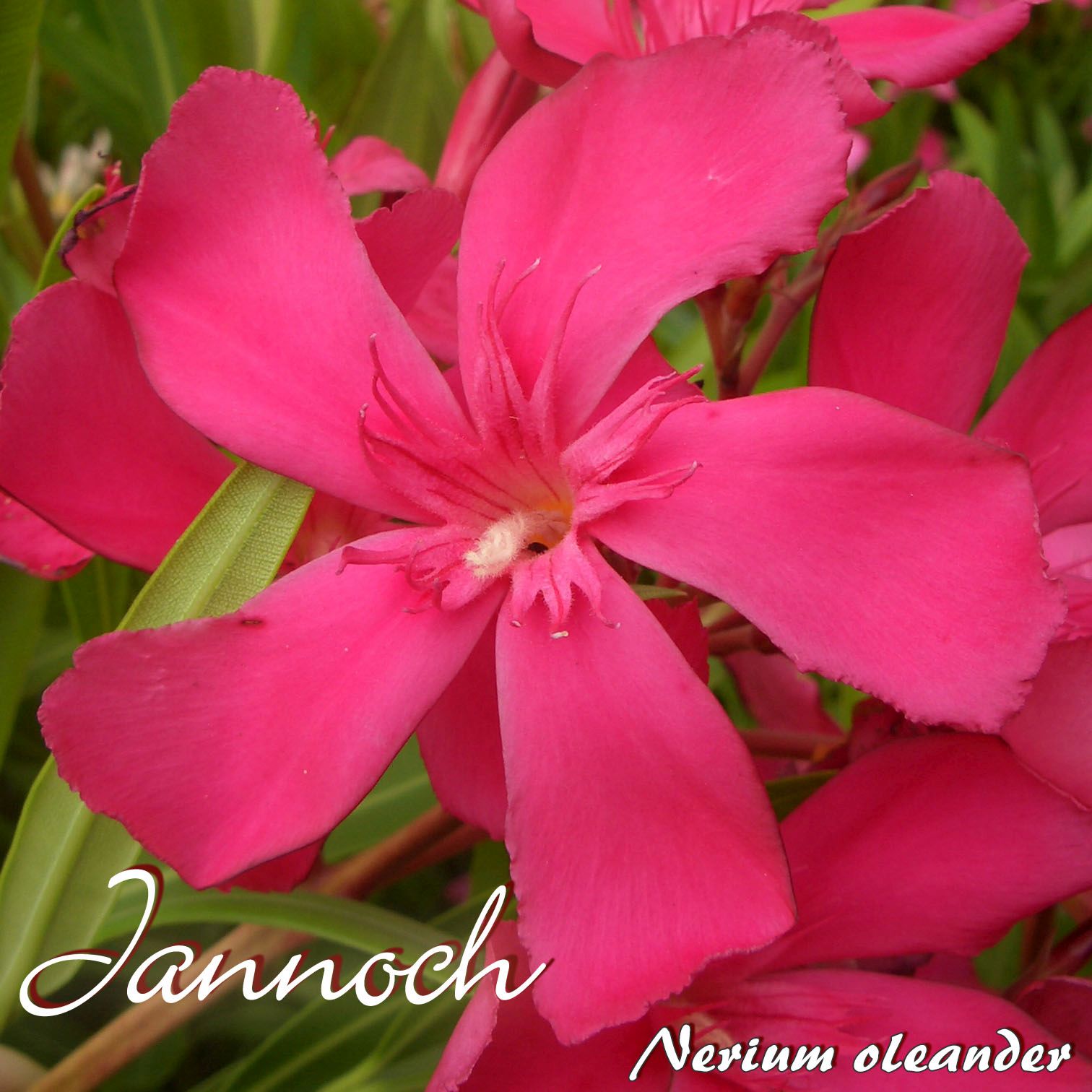 min 3 Stück Nerium oleander Oleander /"Professeur Granel/" Stecklinge