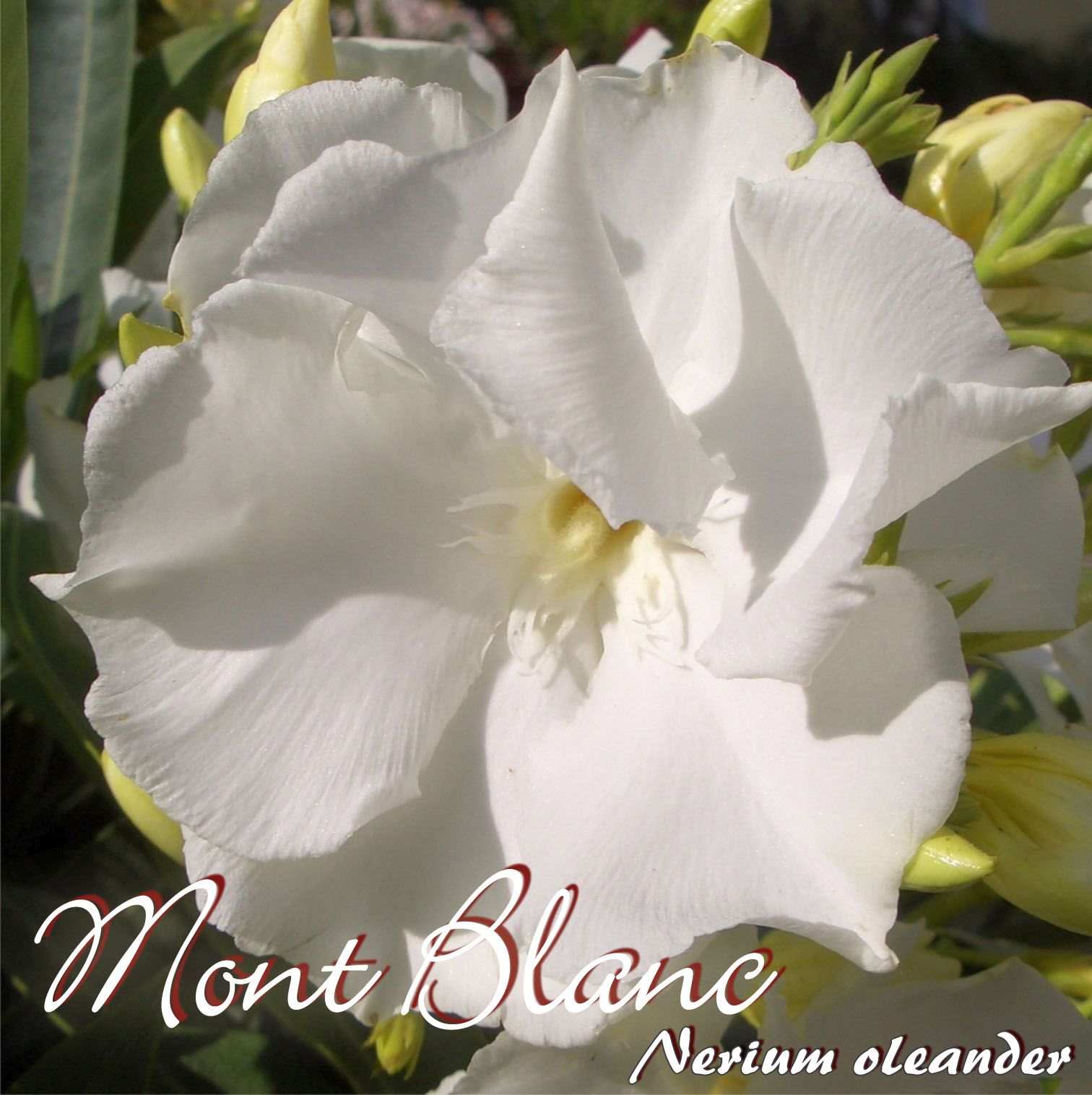 <b>Oleander</b> &quot;Mont Blanc&quot; - <b>Nerium</b> <b>oleander</b> - Größe C08 Oleandershop.