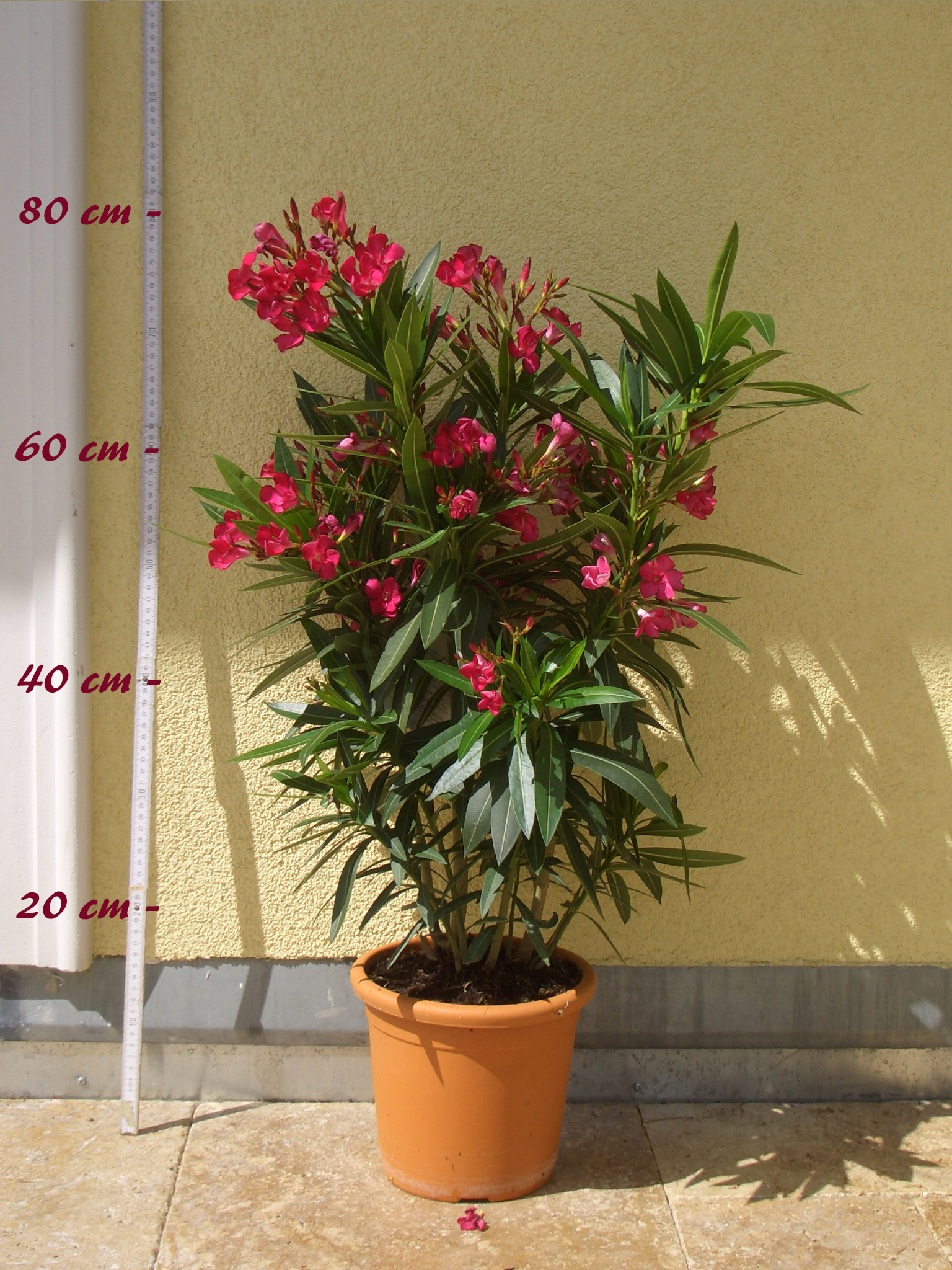 Größe C03 im Dekotopf Oleander /"Papa Gambetta/" Nerium oleander