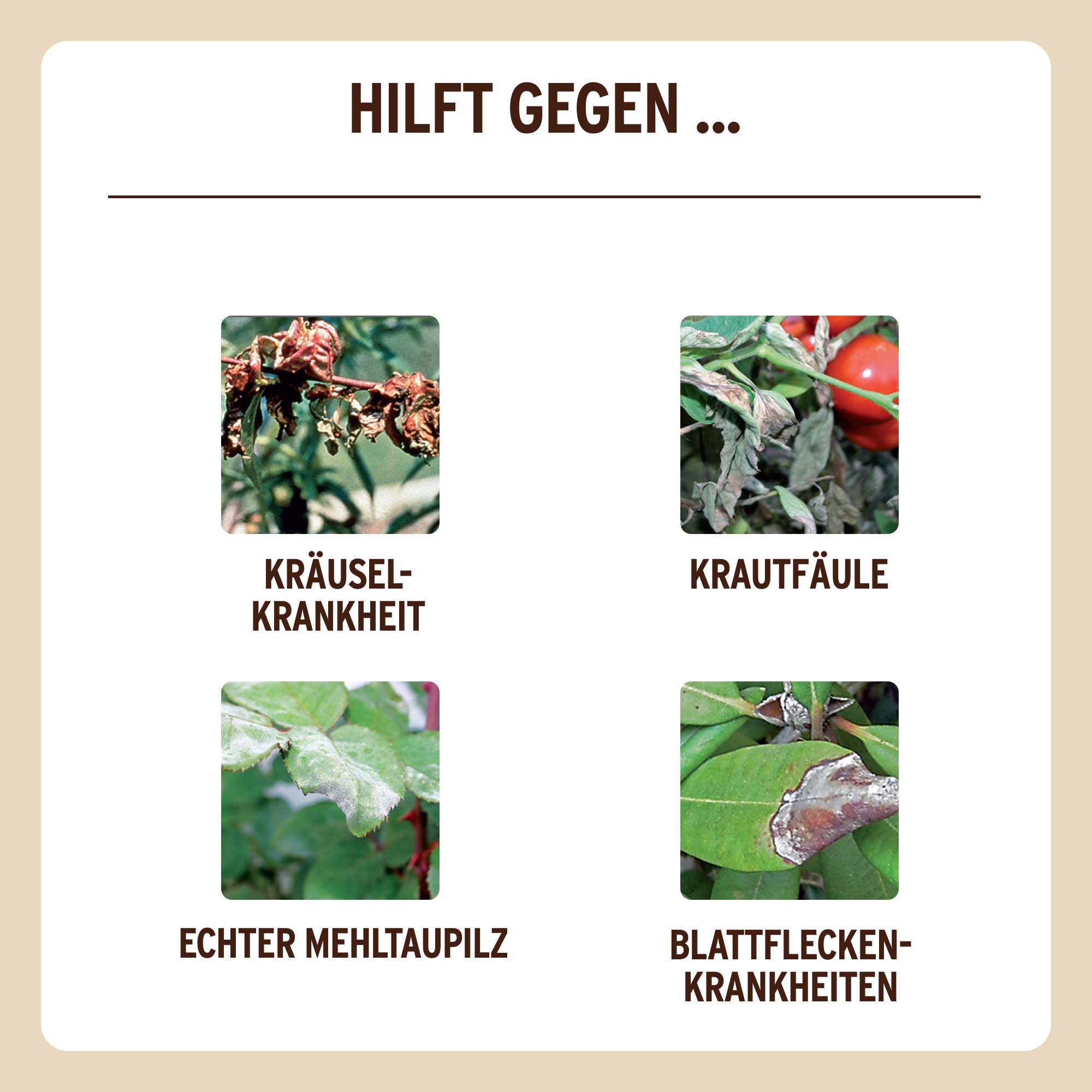 SUBSTRAL Naturen Grundstoff Lecithin Konzentrat Pilz-Abwehr BIO, 50 ml |  Oleandershop