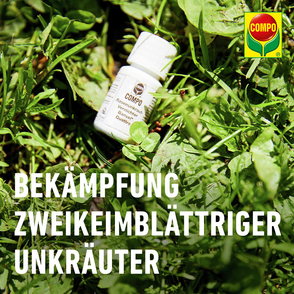 strandhafer künstlich Strandhafer, Set mit 16 Pflanzen, Ammophila arenaria – Stauden-Shop