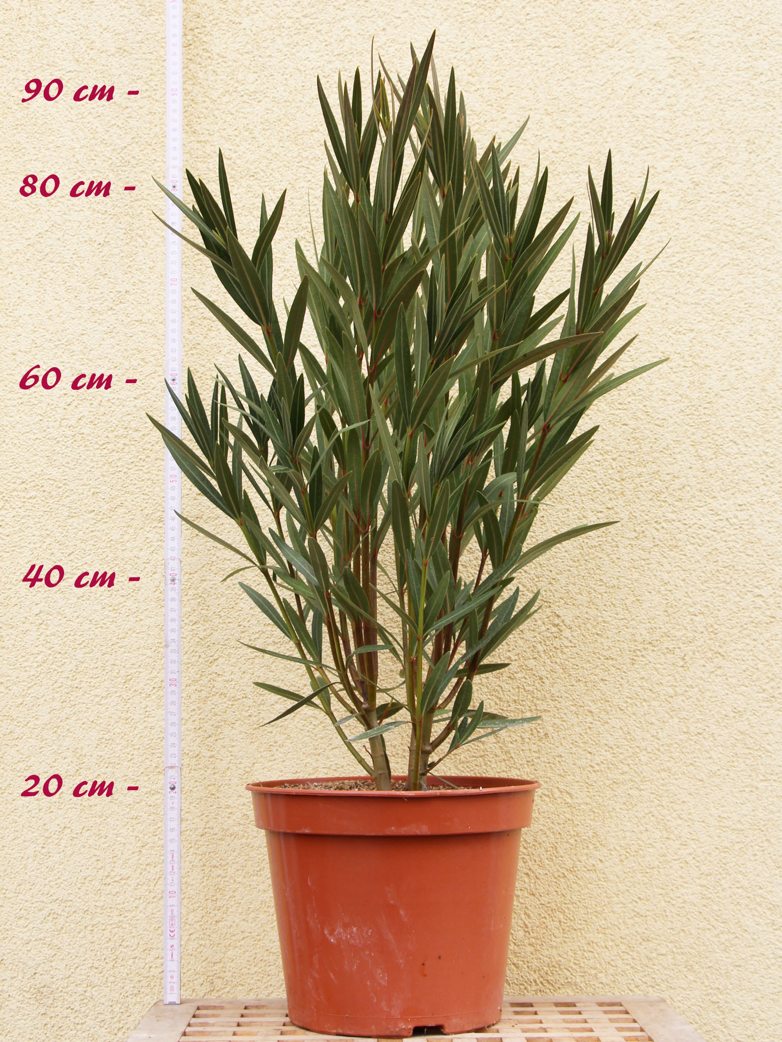 Oleander "Etoile" - Nerium oleander - Gre C08 | Oleandershop