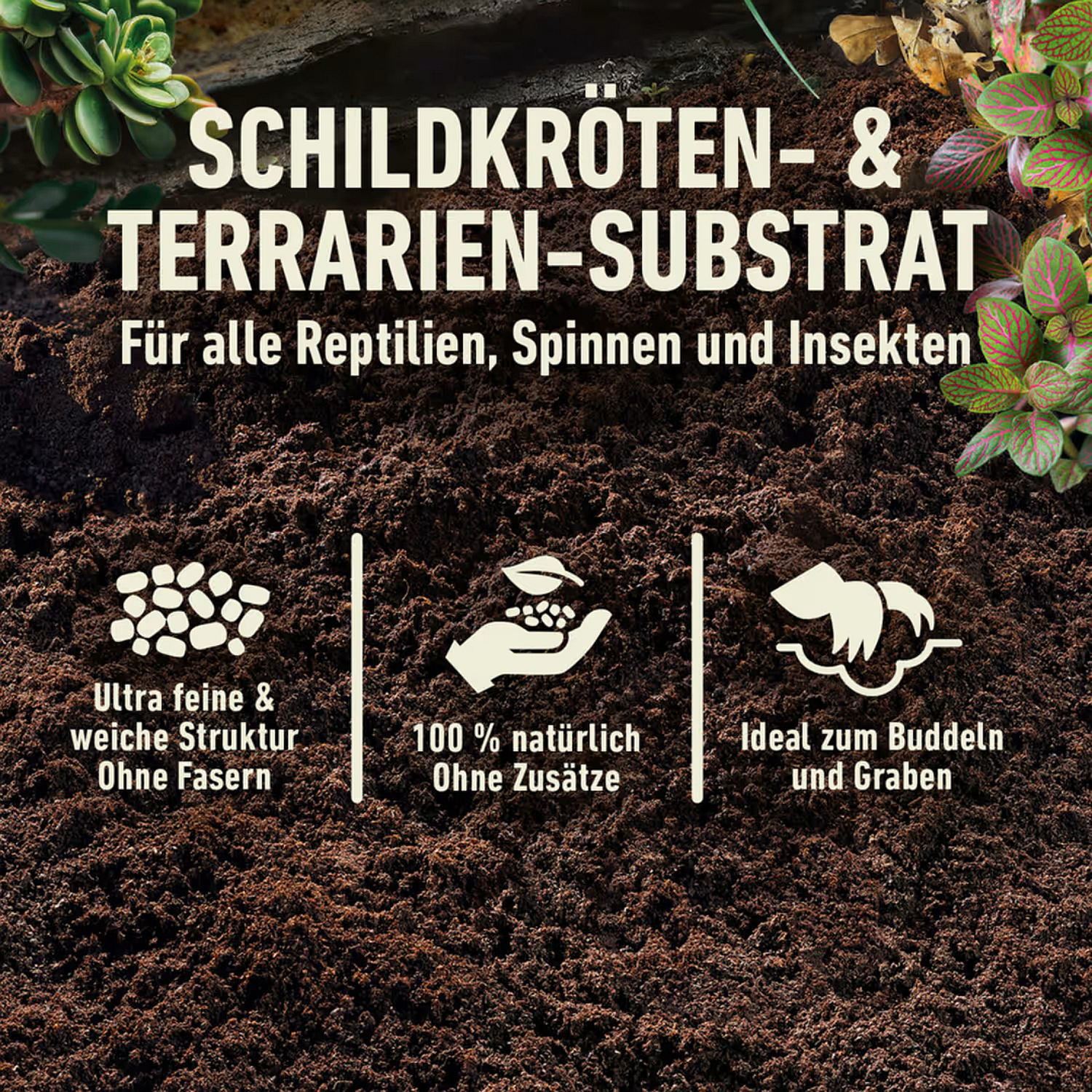 tschernij prinz saatgut BIO Saatgut Salattomate tschernij prinz  Biogartenladen