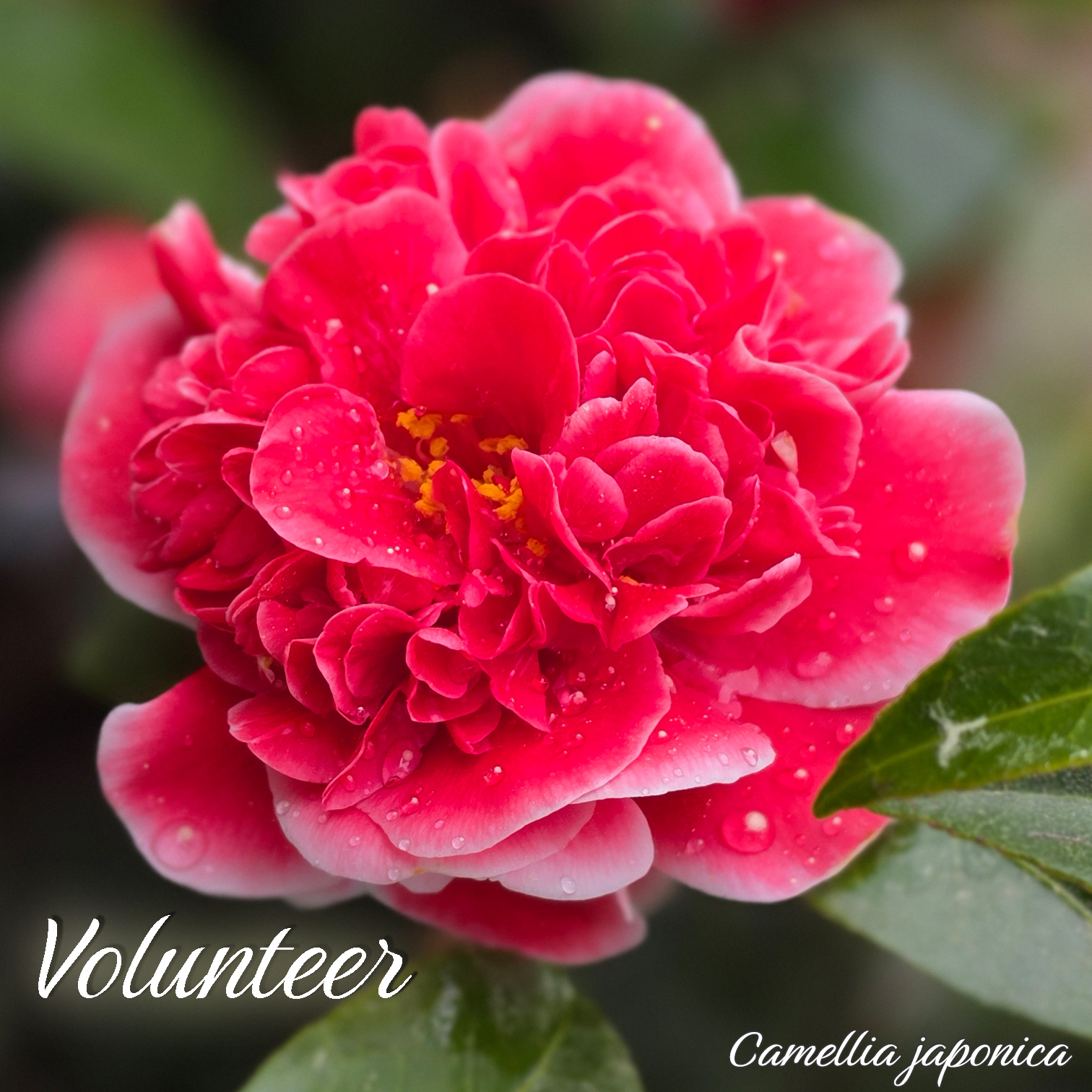 Kamelie "Volunteer" - Camellia japonica - 5 bis 6-jhrige Pflanze (NL) |  Oleandershop
