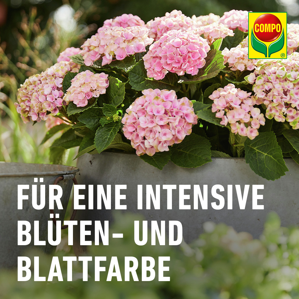 COMPO Hortensien- und Kameliendnger, 1 Liter | Oleandershop