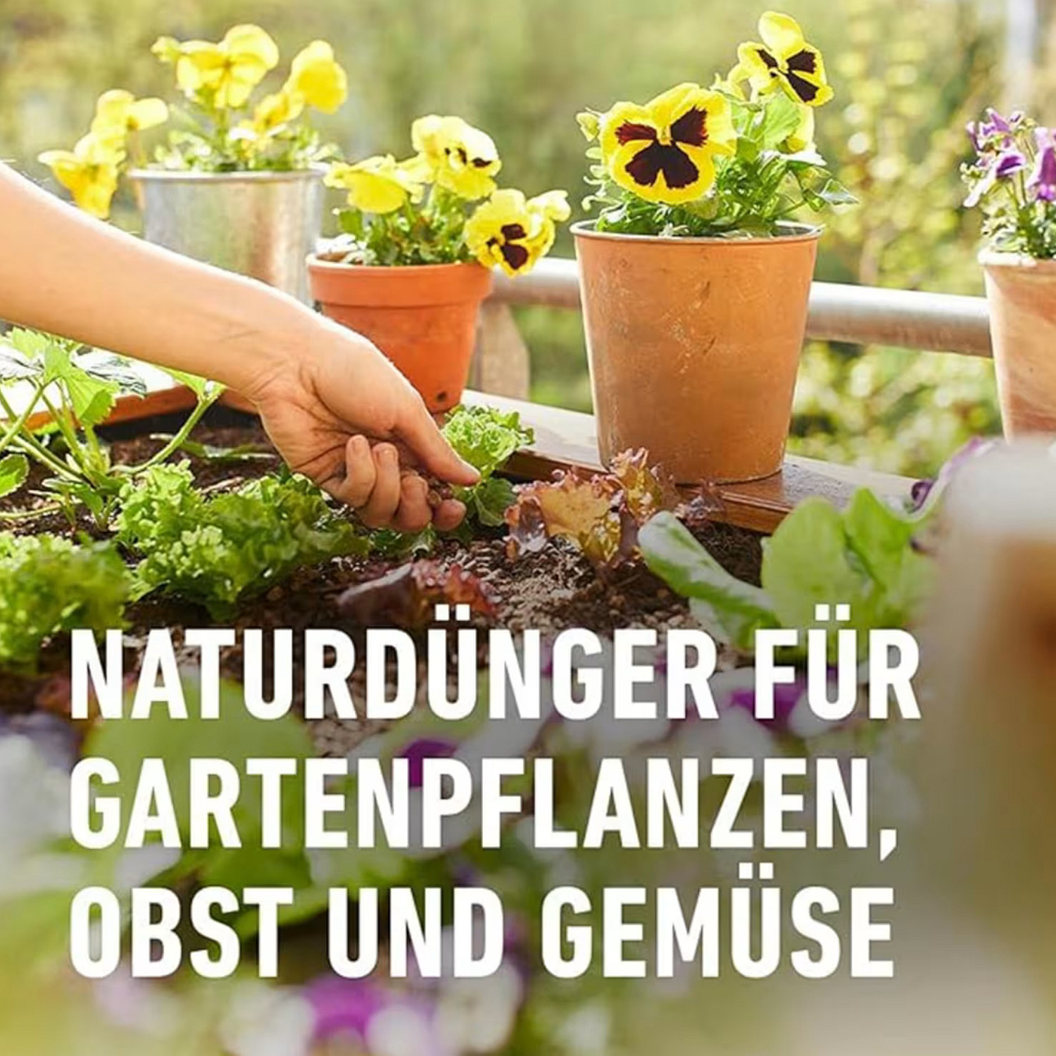 dünger trauben ProviPlant Weinreben-Dünger: Für alle Weinrebengewächse (Vitaceae) main image 0