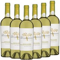 VITIS METAMORFOSIS Muscat Ottonel & Tamaioasä Romaneasca - 6er Karton