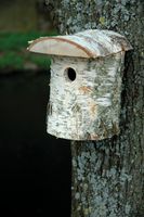 Birkenstamm-Nistkasten mit Rinde