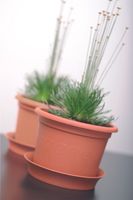 Powertec Garden Pflanztopf "Classic", Rund - Terrakotta