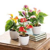 Mini-Deko-Anthurie - Rosa