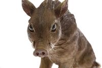 Wildschwein, sitzend, aus Steinharz,