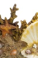 Schmuckhalter: Muscheln m. 5 Haken, aus Metall in Schwarz