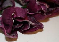 6er Set Magnolie gefrostet mit Clip Bordeaux