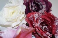 4er Set Rose gefrostet mit Clip
