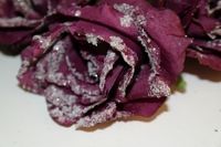 4er Set Rose gefrostet mit Clip Bordeaux