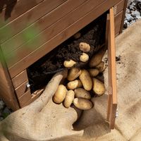 Kartoffel-Pflanzbeet