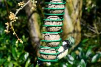 Meisenknödel 100 Stück a 80g Tierfutter Vogelfutter