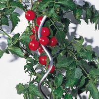 Onl.-Set Tomatensp.-St.verz.150 V2