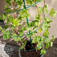 Rankspirale, DM:50 x 150cm, grün