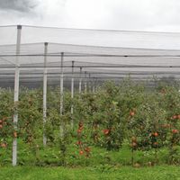 Hagelschutz-Netz 5x4m grün 8mm