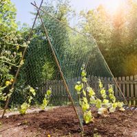 Ranknetz 10x2m 50mm Maschenweite