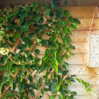 Holz-Spalier 60 x 180cm