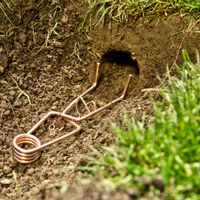 Wühlmaus-Fallen 4er Set +1 Span.