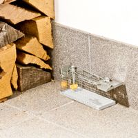 Drahtkasten-Rattenfalle