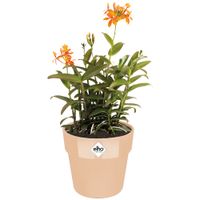 Deuba® Blumentopf Nude 18x17cm 2,9L