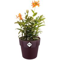 Deuba® Blumentopf Maulbeere 18x17cm 2,9L