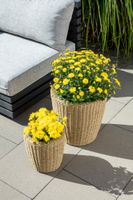 2er Set Blumentopf Rattan Optik mit Plastiktöpfen